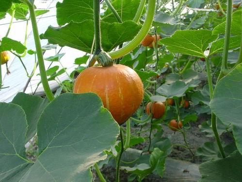 老兰瓜怎么吃,解锁美味新体验