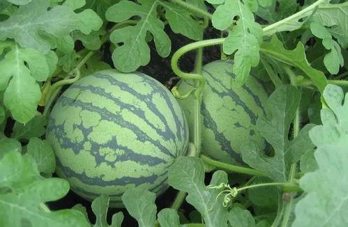 盐城吃瓜队长事件,网络舆论的风暴与反思