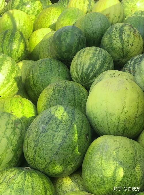 冬日里吃籽瓜,冬日暖阳下的籽瓜盛宴