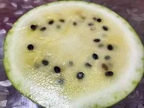 冬日里吃籽瓜,冬日暖阳下的籽瓜盛宴