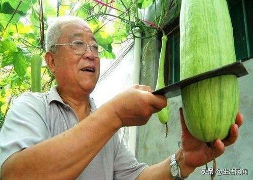 农村免费吃瓜大爷,共享丰收喜悦的温馨画面