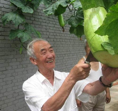 农村免费吃瓜大爷,共享丰收喜悦的温馨画面