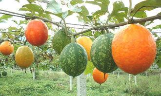 吊瓜头子怎么吃,吊瓜头子美味食法大揭秘