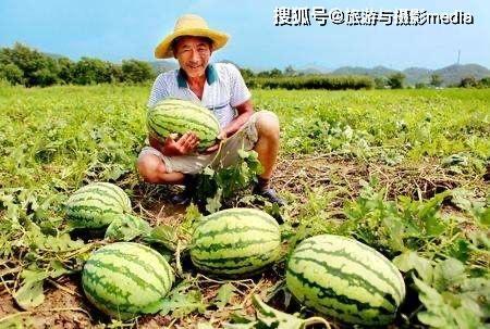 过来蹲着吃瓜,揭秘网络热词“过来蹲着吃瓜”背后的文化现象