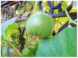 今年吃瓜爆料,热点事件盘点与幕后真相揭晓