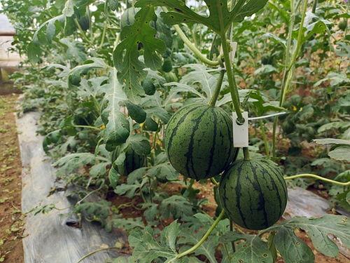 小瓜 吃瓜,揭秘娱乐圈的甜蜜与苦涩