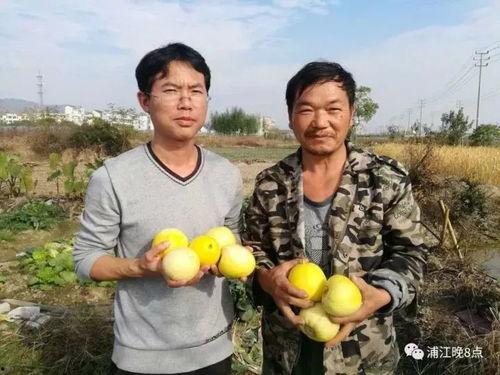 青岛吃瓜行动,揭秘幕后真相与网络舆论风暴