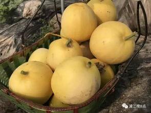 青岛吃瓜行动,揭秘幕后真相与网络舆论风暴