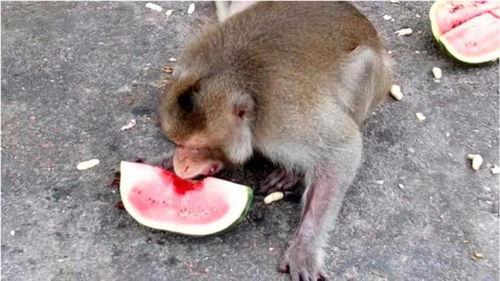 猴子吃大老瓜,揭秘猴子与大老瓜的奇妙缘分