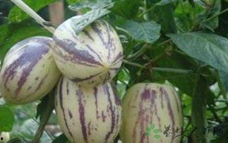 早孕可以吃茄瓜吗,早孕期间适宜食用茄瓜的健康指南