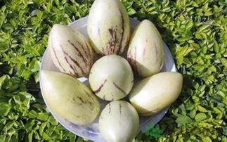 早孕可以吃茄瓜吗,早孕期间适宜食用茄瓜的健康指南