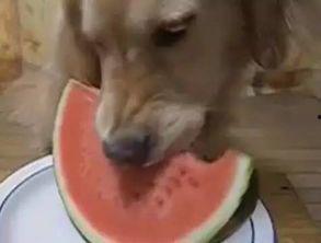 泰州吃瓜汪,探寻美食背后的故事与风情