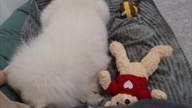 泰州吃瓜汪,探寻美食背后的故事与风情