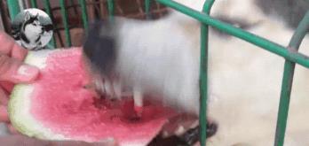 泰州吃瓜汪,探寻美食背后的故事与风情