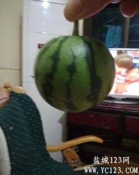 盐城吃瓜事件最新,真相揭秘与网络舆论的漩涡