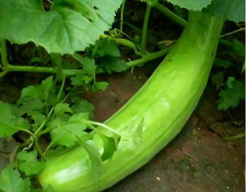 吃瓜丝瓜冬瓜,丝瓜、冬瓜与西瓜的奇妙邂逅