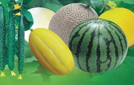 摘瓜吃瓜配乐叫什么歌,欢声笑语——揭秘经典配乐XXX背后的故事