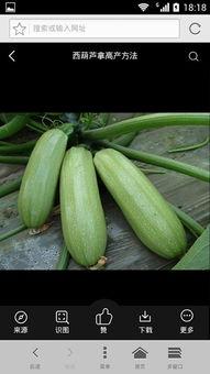 摘瓜吃瓜配乐叫什么歌,欢声笑语——揭秘经典配乐XXX背后的故事