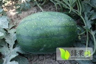 冠县吃瓜视频,揭秘当地特色美食背后的故事