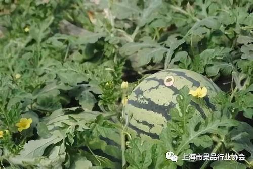 启迪瓜怎么吃的,解锁夏日清凉新食尚