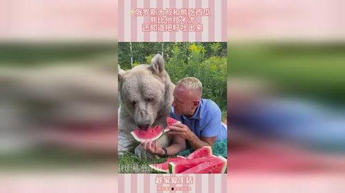 熊在吃瓜,一场自然界的悠闲午后