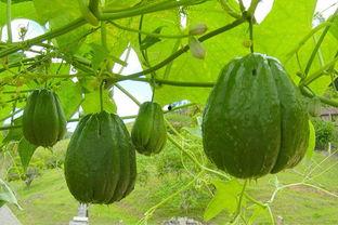 平时大家都怎么吃瓜,全民狂欢背后的真相与反思