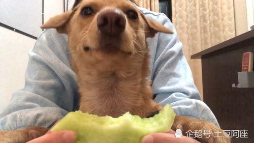 吃瓜吧唧吧唧,吧唧吧唧，尽享夏日美味时光