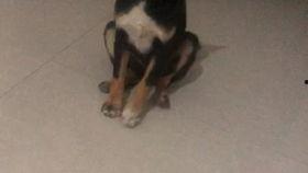 恶狗吃蜜瓜,一场意外引发的趣味故事