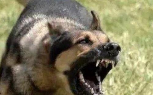 恶狗吃蜜瓜,一场意外引发的趣味故事