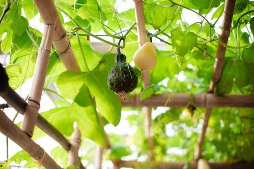 吃吊瓜撒糖,糖香四溢的味蕾之旅