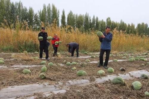 吃瓜群众小竹子,揭秘吃瓜群众的趣味生活