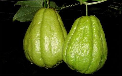 佛手瓜小孩吃记忆力好吗,揭秘神奇瓜果的益智奥秘”