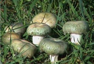 云南吃完瓜吃野生菌