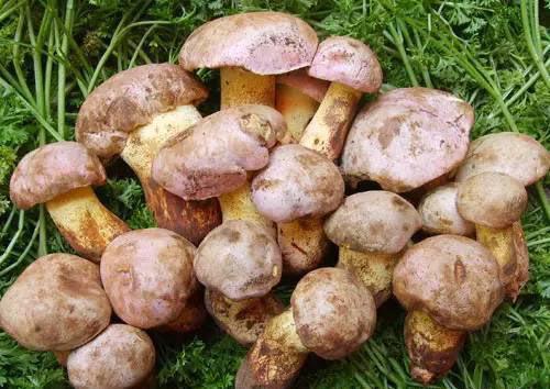 云南吃完瓜吃野生菌