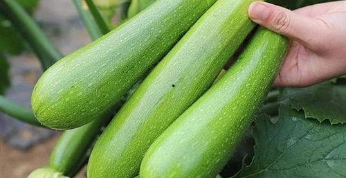 为什么吃方瓜,为何成为餐桌上的新宠