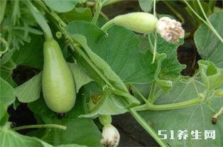 糖尿病人吃葫芦瓜好吗