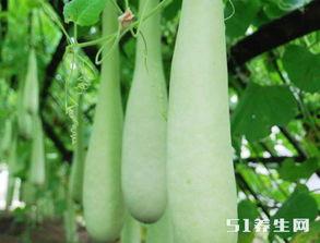 糖尿病人吃葫芦瓜好吗