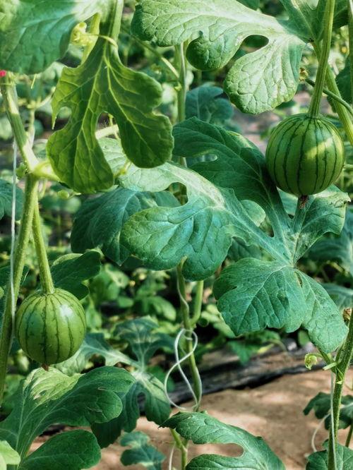 吃瓜的风,揭秘吃瓜群众的趣味世界