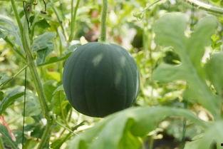 吃瓜的风,揭秘吃瓜群众的趣味世界